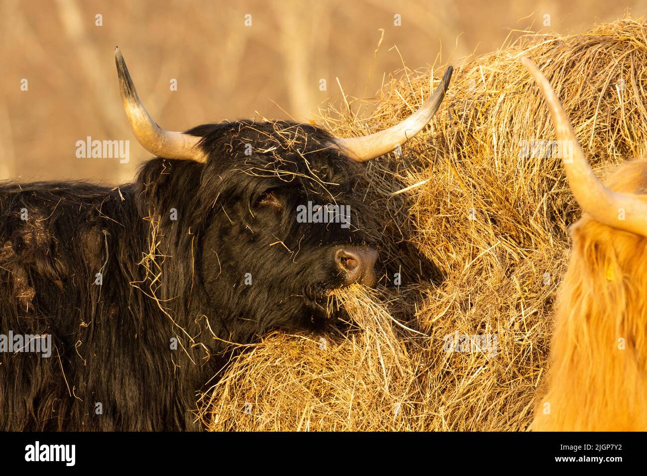 Gros plan d'un bétail des Highlands mangeant du foin lors d'une soirée de printemps en Estonie, en Europe du Nord Banque D'Images