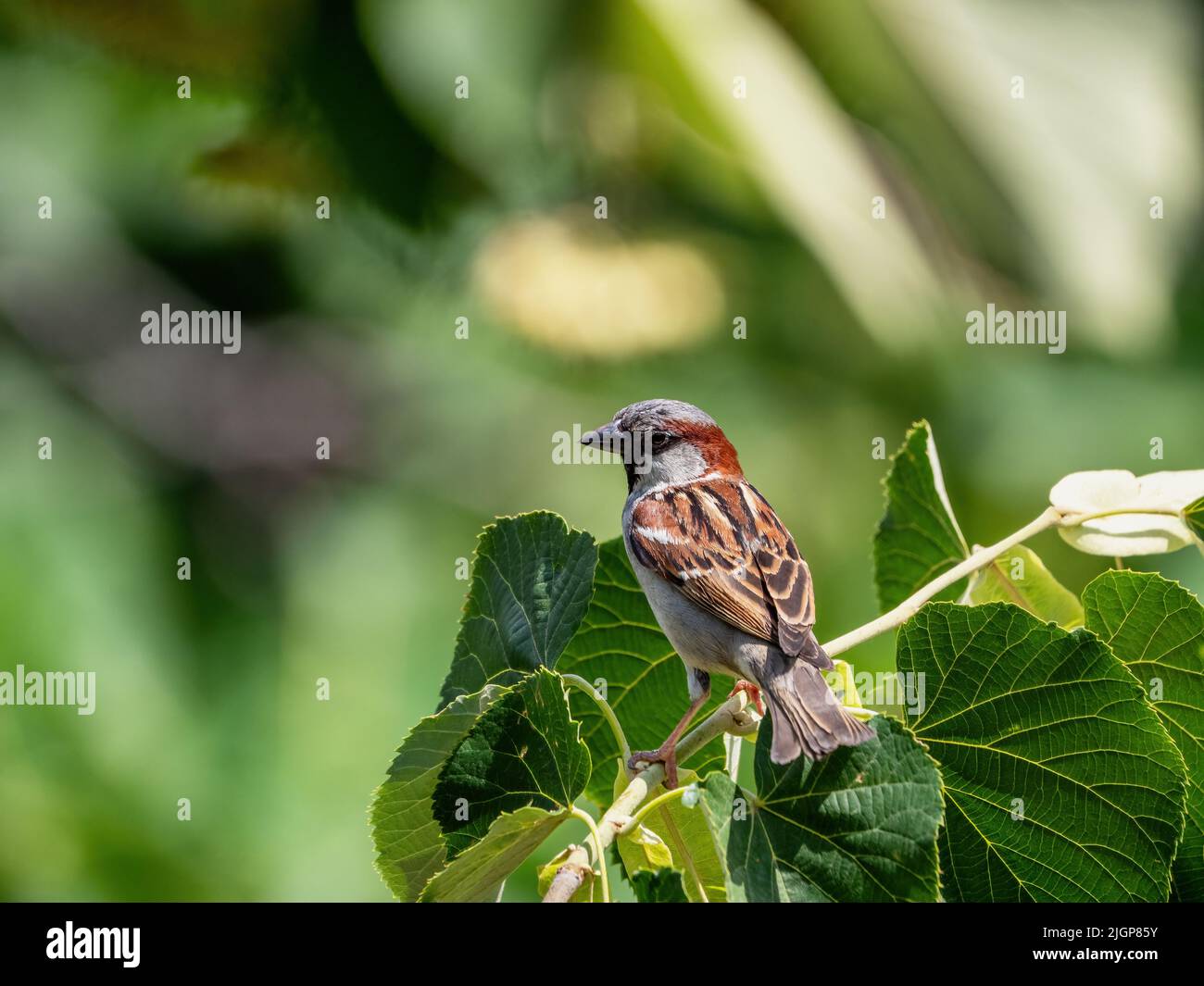 Bruant de maison de sexe masculin (passant domesticus) perché sur la branche contre le fond de feuilles vertes Banque D'Images