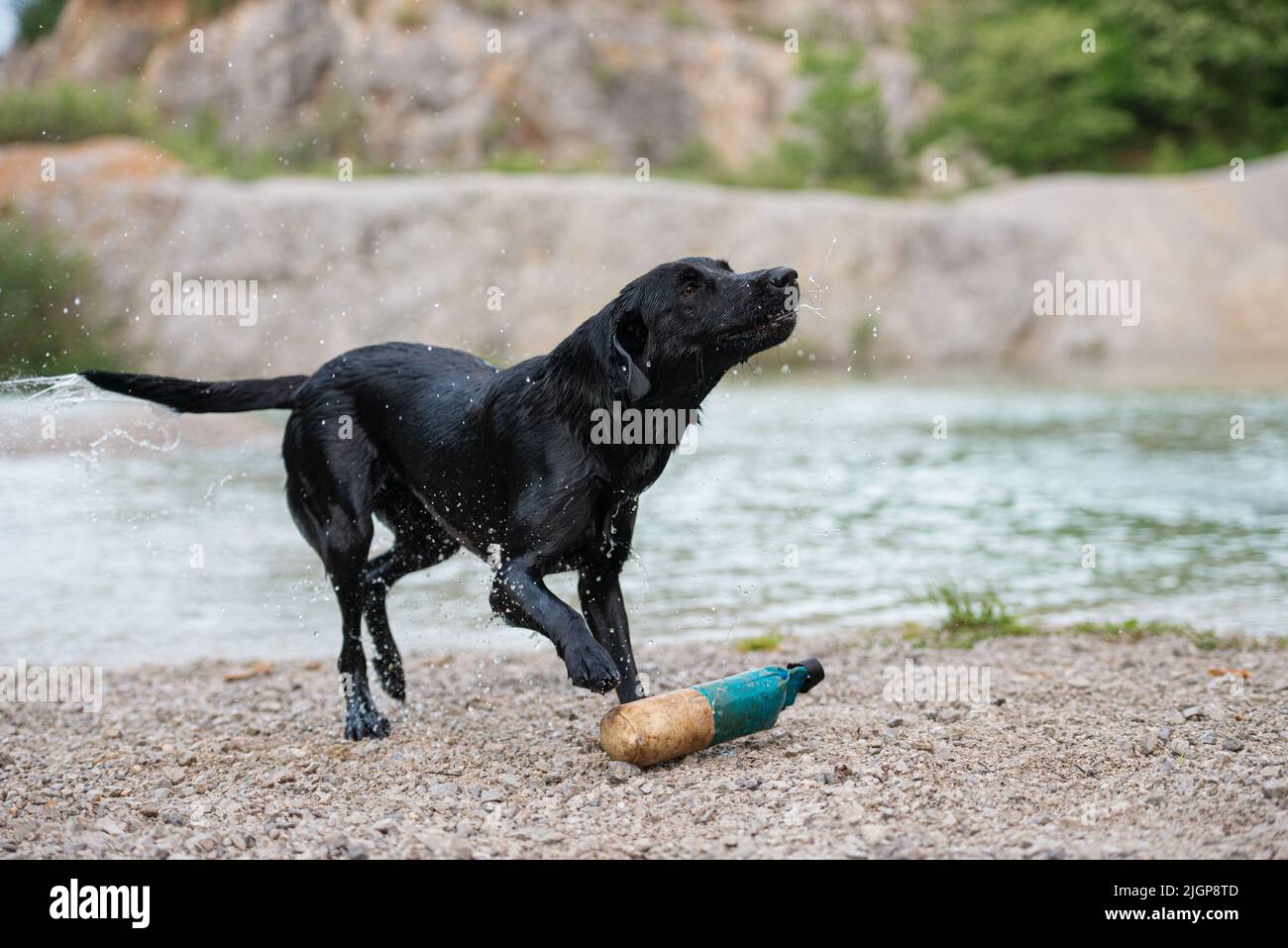 Chien Labrador retriever noir puré secouant de l'eau après être sorti du lac avec un jouet. Banque D'Images