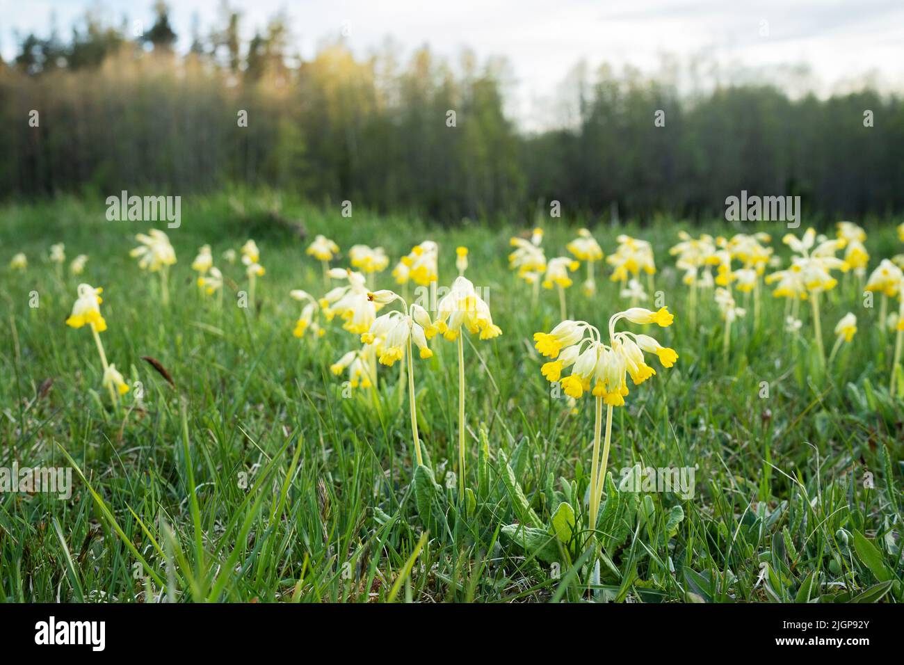 Magnifique cowslip commun, Primula veris fleurit sur un pré de fin de printemps en Estonie Banque D'Images