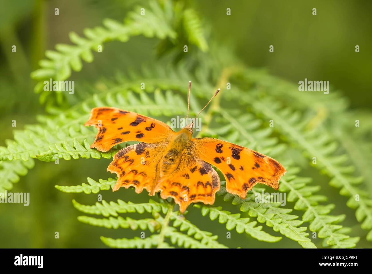 Comma Butterfly (Polygonia c-album) se reposant entre crochets sur une réserve naturelle dans la campagne britannique de Herefordshire. Juin 2022 Banque D'Images