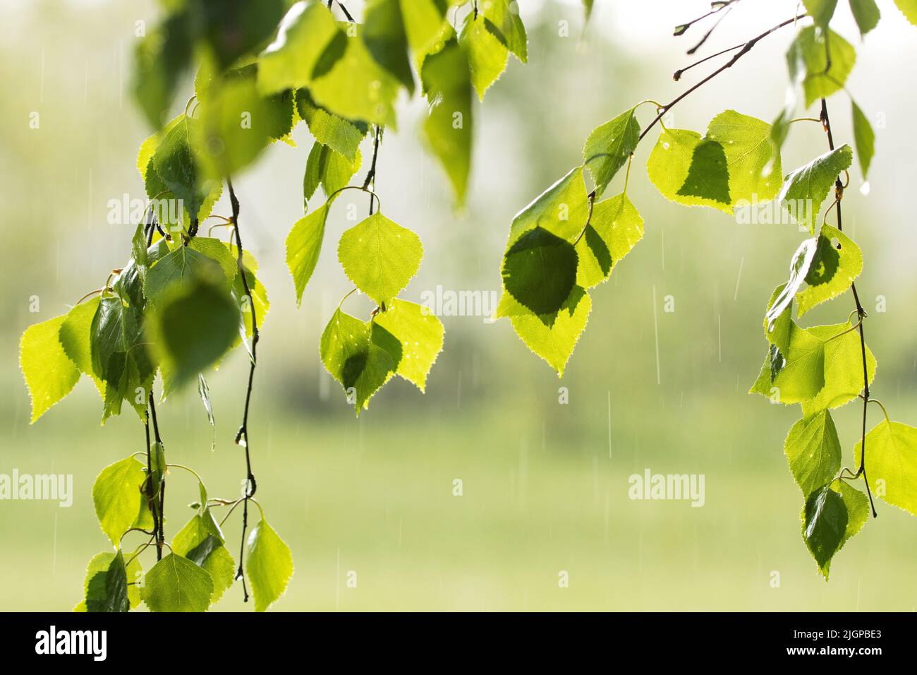 Bouleau argenté frais, Betula pendula laisse lors d'une journée de printemps pluvieuse en Estonie, en Europe du Nord Banque D'Images
