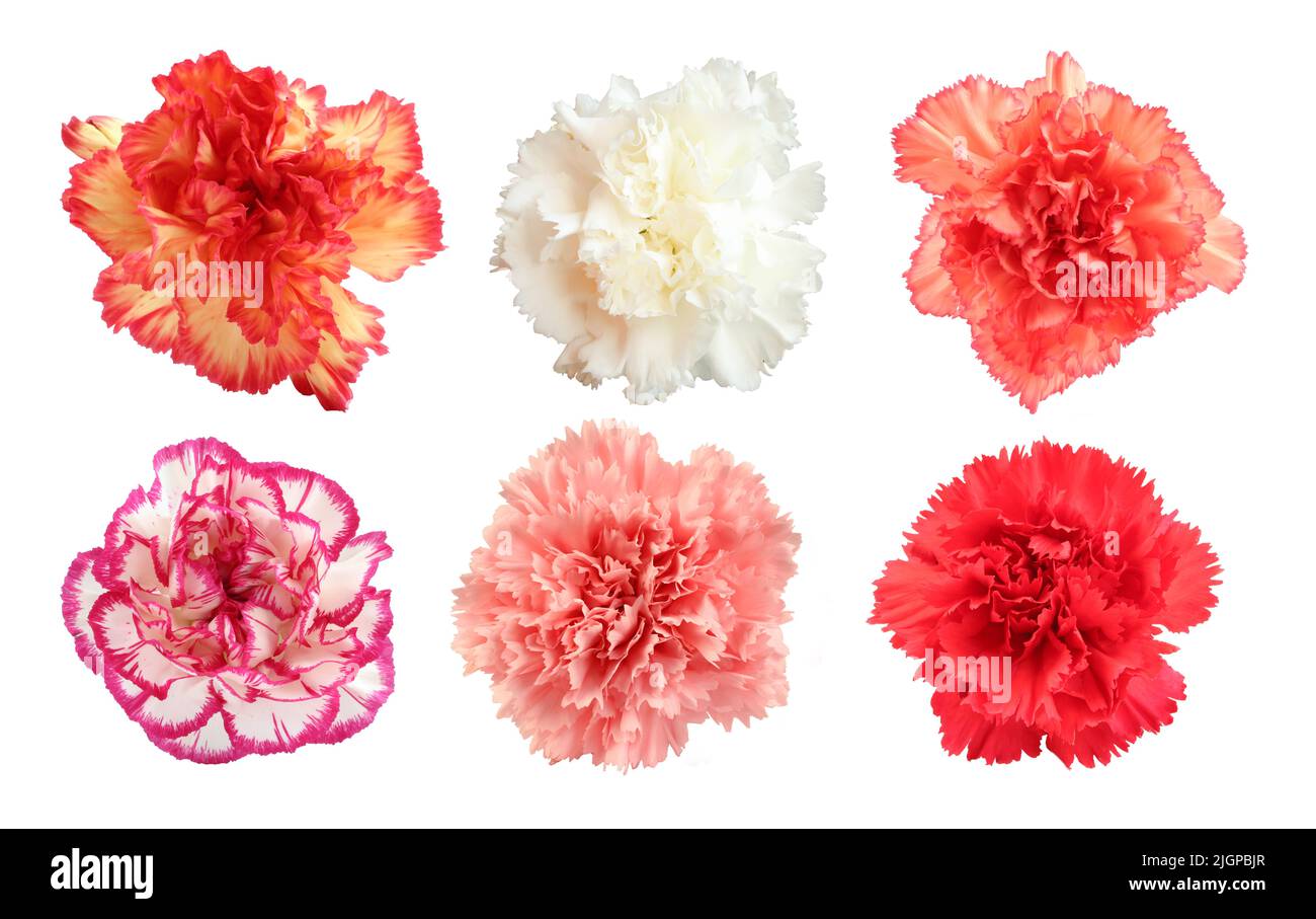 Ensemble de six têtes de fleur de carnation différentes isoolées sur fond blanc Banque D'Images