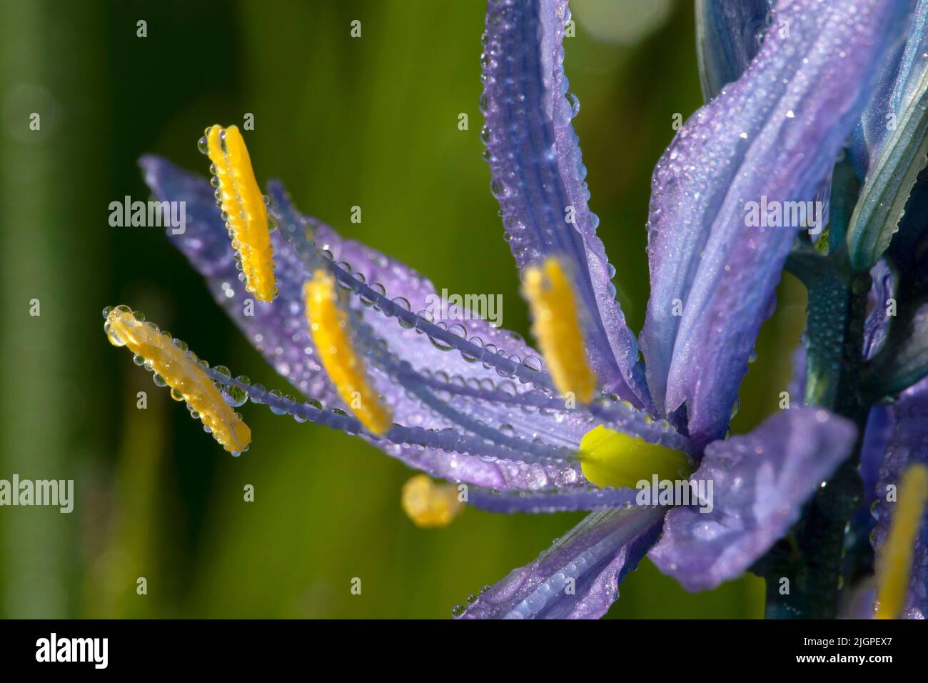 Camassia quamash camas (commune), William Finley National Wildlife Refuge, Oregon Banque D'Images