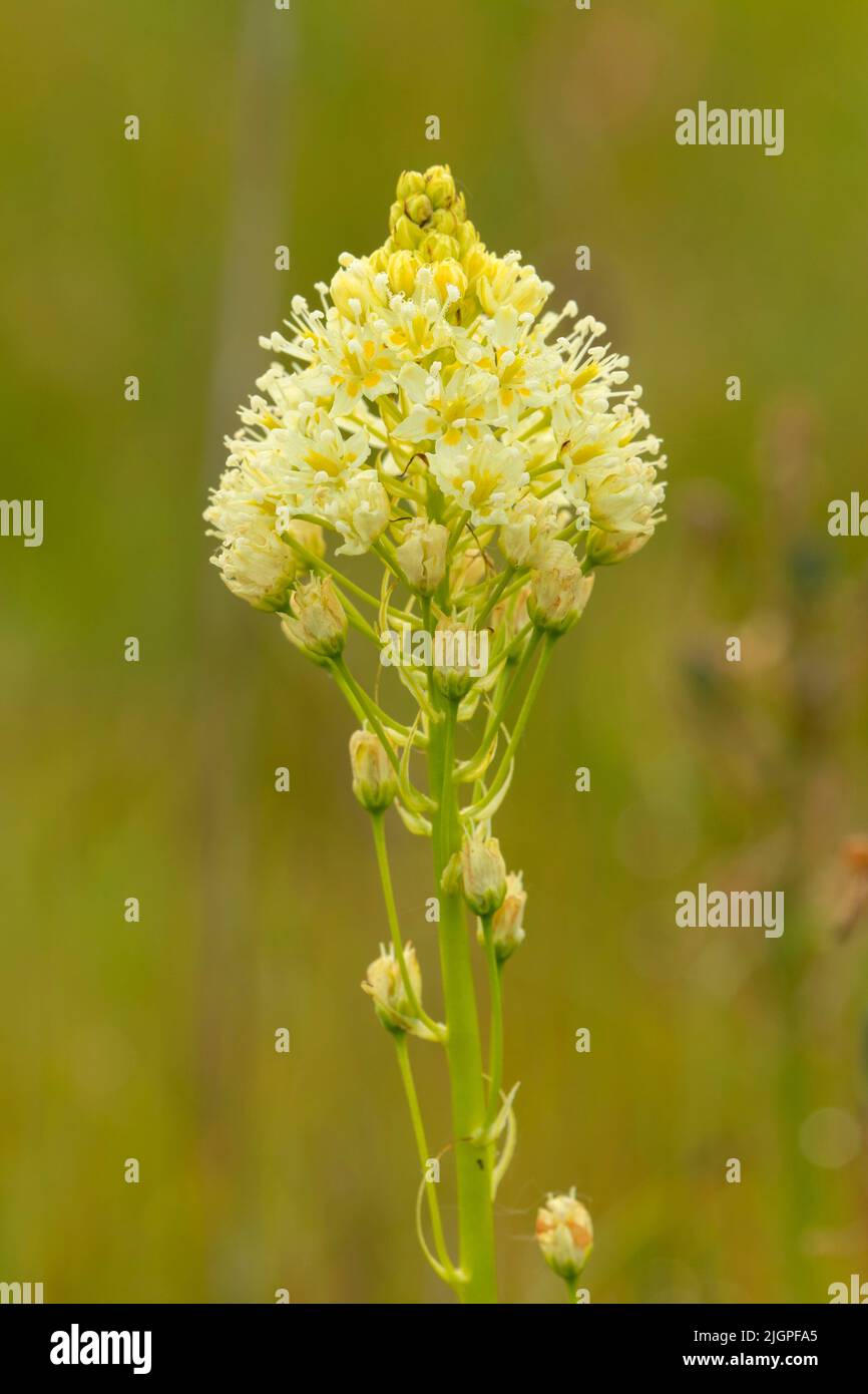 camas (Toxicoscordion venenosum), Kingston Prairie Preserve, Oregon Banque D'Images