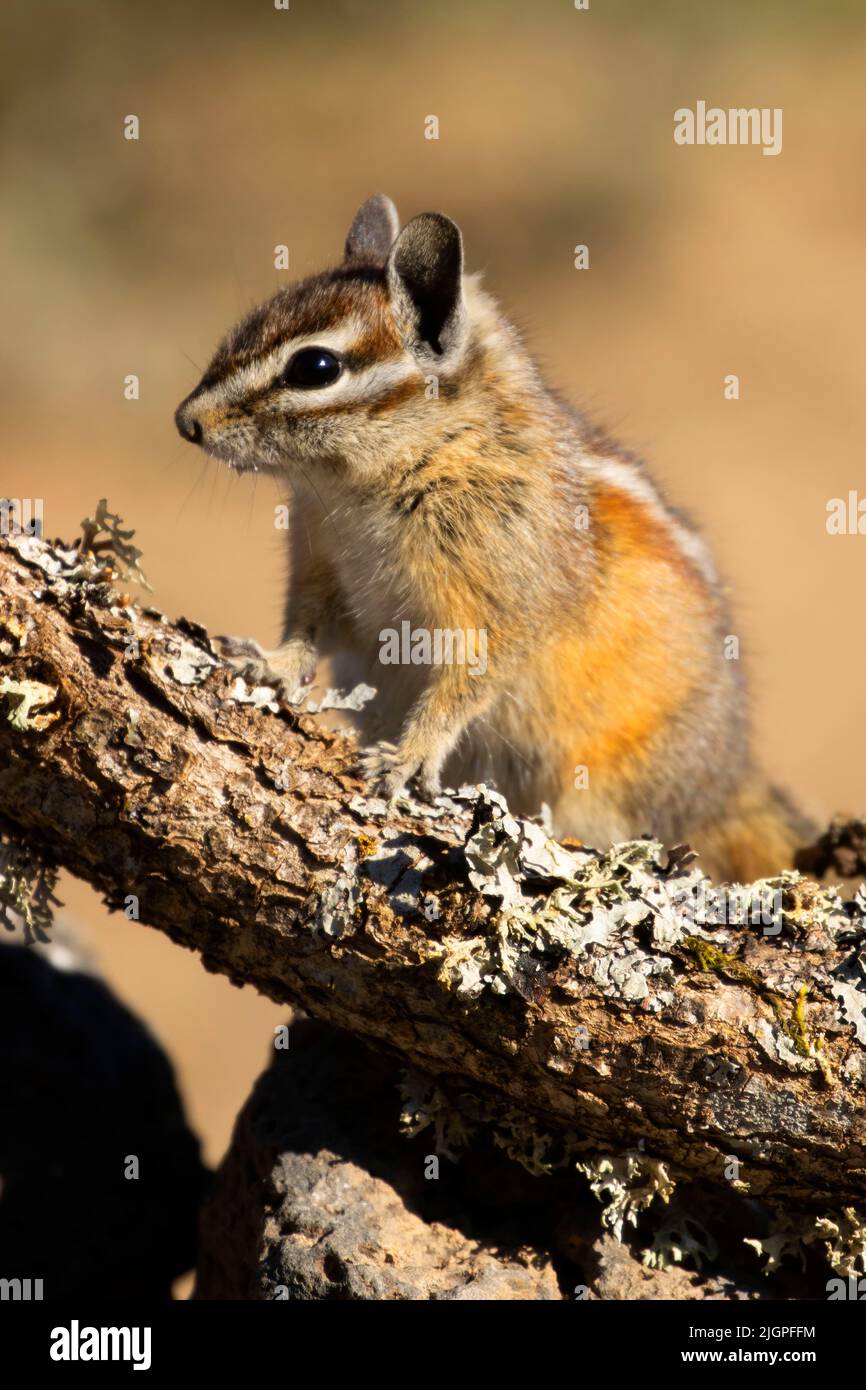 Chipmunk, observation des aveugles du lac Cabin, forêt nationale de Deschutes, Oregon Banque D'Images