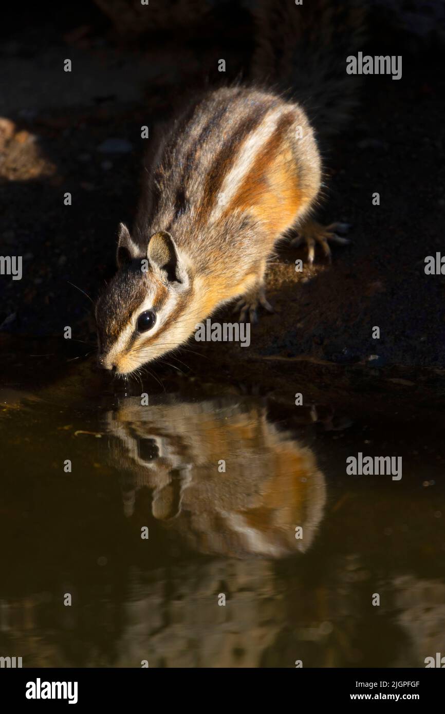 Chipmunk, observation des aveugles du lac Cabin, forêt nationale de Deschutes, Oregon Banque D'Images