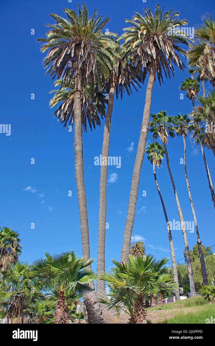 Palmiers dans le quartier de la ville de San Nicolas, Las Palmas, Grand Canary, îles Canaries, Espagne, Europe Banque D'Images