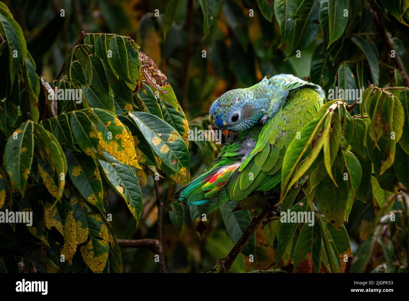 Perroquet à tête bleue se nettoyant dans un arbre dans la forêt tropicale de Panama Banque D'Images