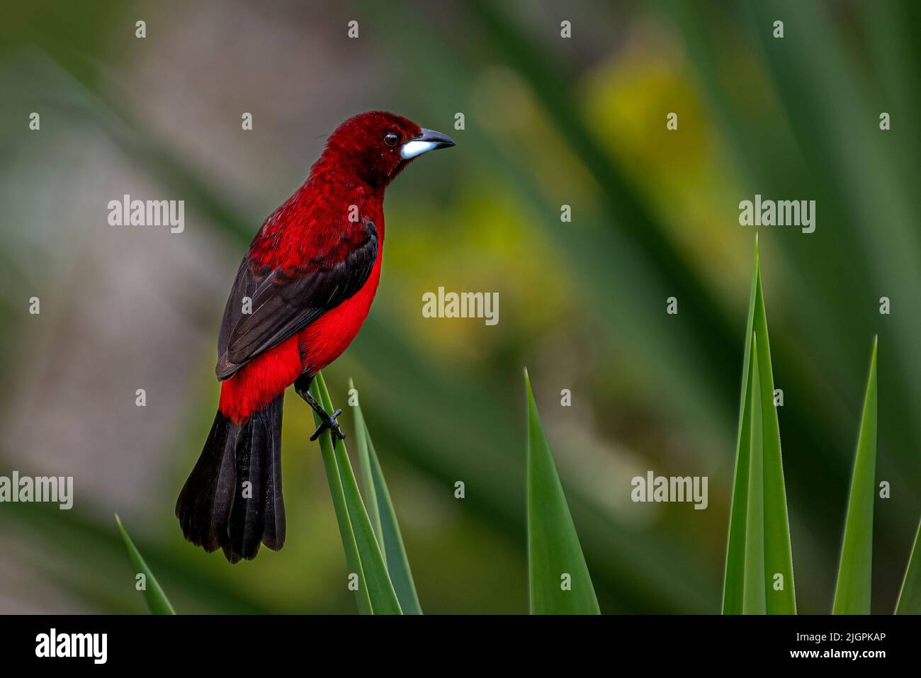 Tanager à dos cramoisi magnifique oiseau rouge Banque D'Images