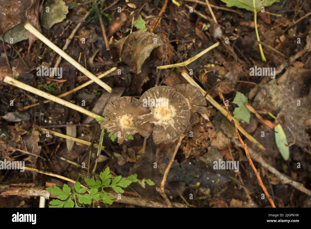 Champignons Psathyrella dans la forêt d'été Banque D'Images
