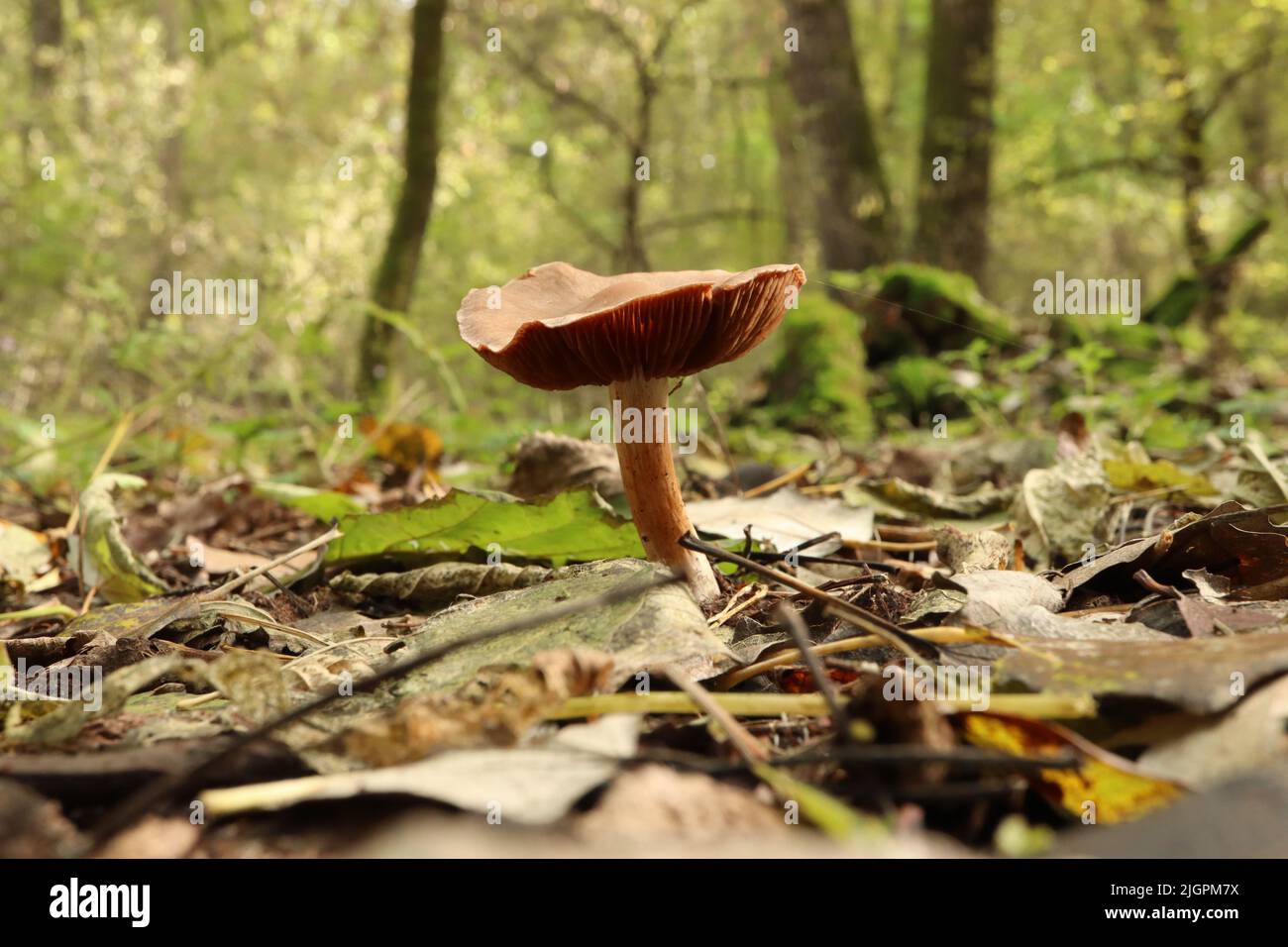 Tubaria furfuracea champignon dans la forêt d'automne Banque D'Images
