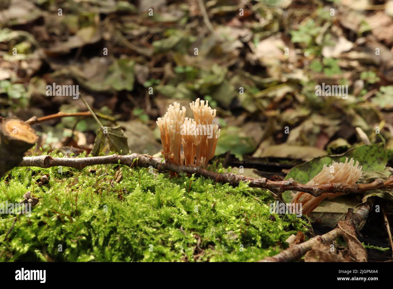 Clavicorona pyxidata dans la forêt d'automne Banque D'Images