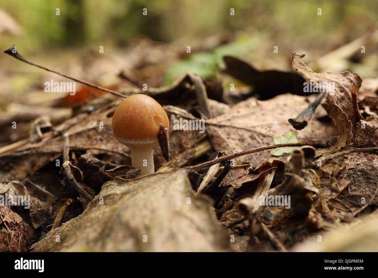 Petit champignon Psathyrella spadiceogrisea dans la forêt sèche d'automne Banque D'Images