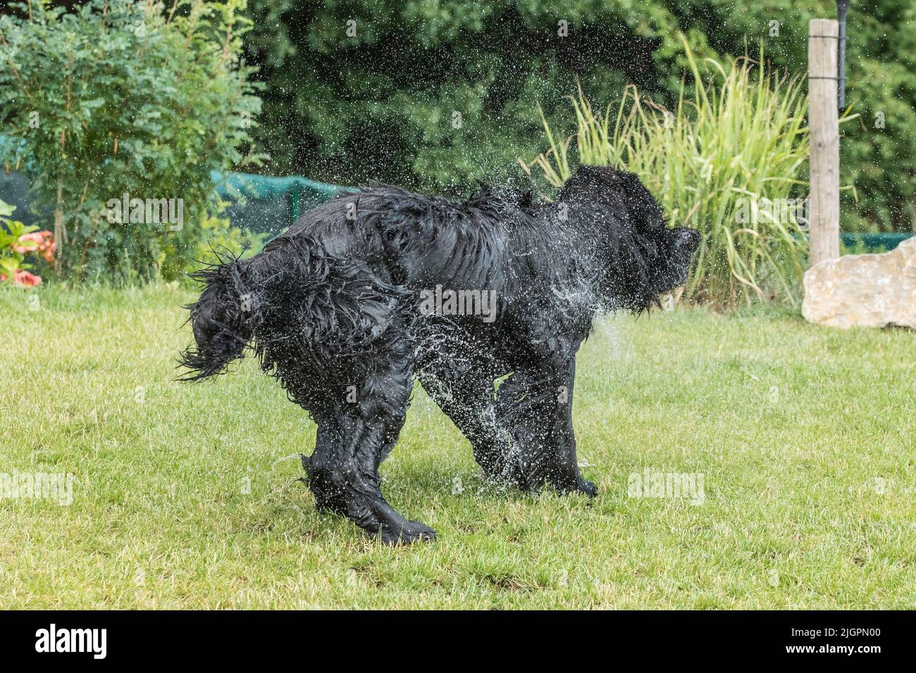 Un chien de Terre-Neuve qui se secoue hors de l'eau crée une énorme quantité de petites gouttes. Un chien de Terre-Neuve en été dans le jardin. Chien de secours. Banque D'Images