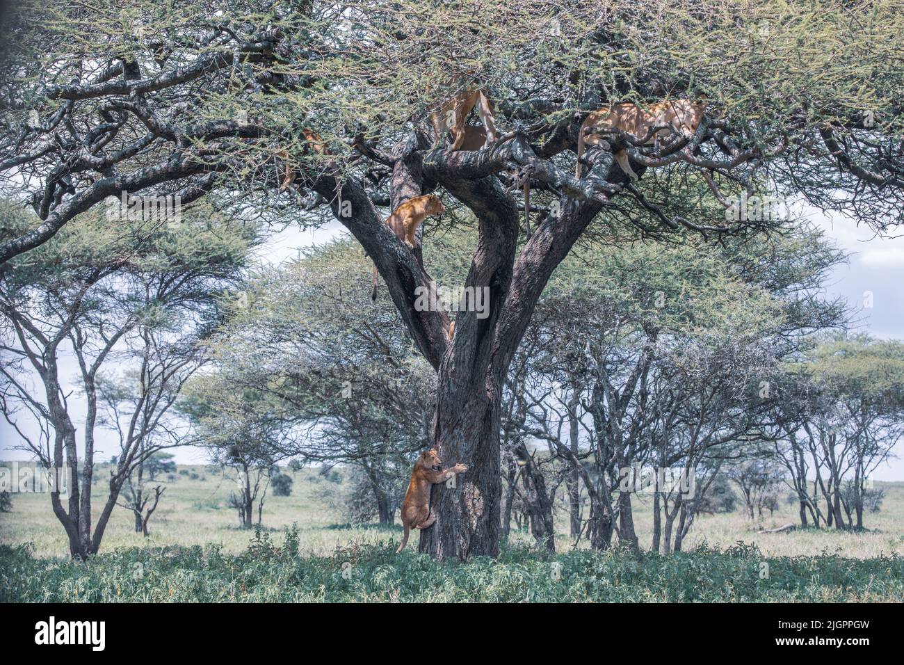 Un lion s'accroche à l'arbre pendant qu'il tente de monter. TANZANIE, AFRIQUE. Un photographe DE LA FAUNE a été étonné de découvrir une fierté de lion conduit par t Banque D'Images