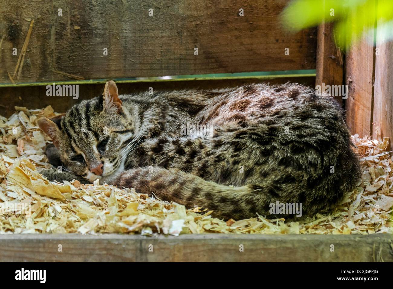 Chat léopard du Bengale (Prionailurus bengalensis bengalensis) originaire d'Asie du Sud et de l'est, dormant dans une enceinte au zoo Parc des Félins, France Banque D'Images
