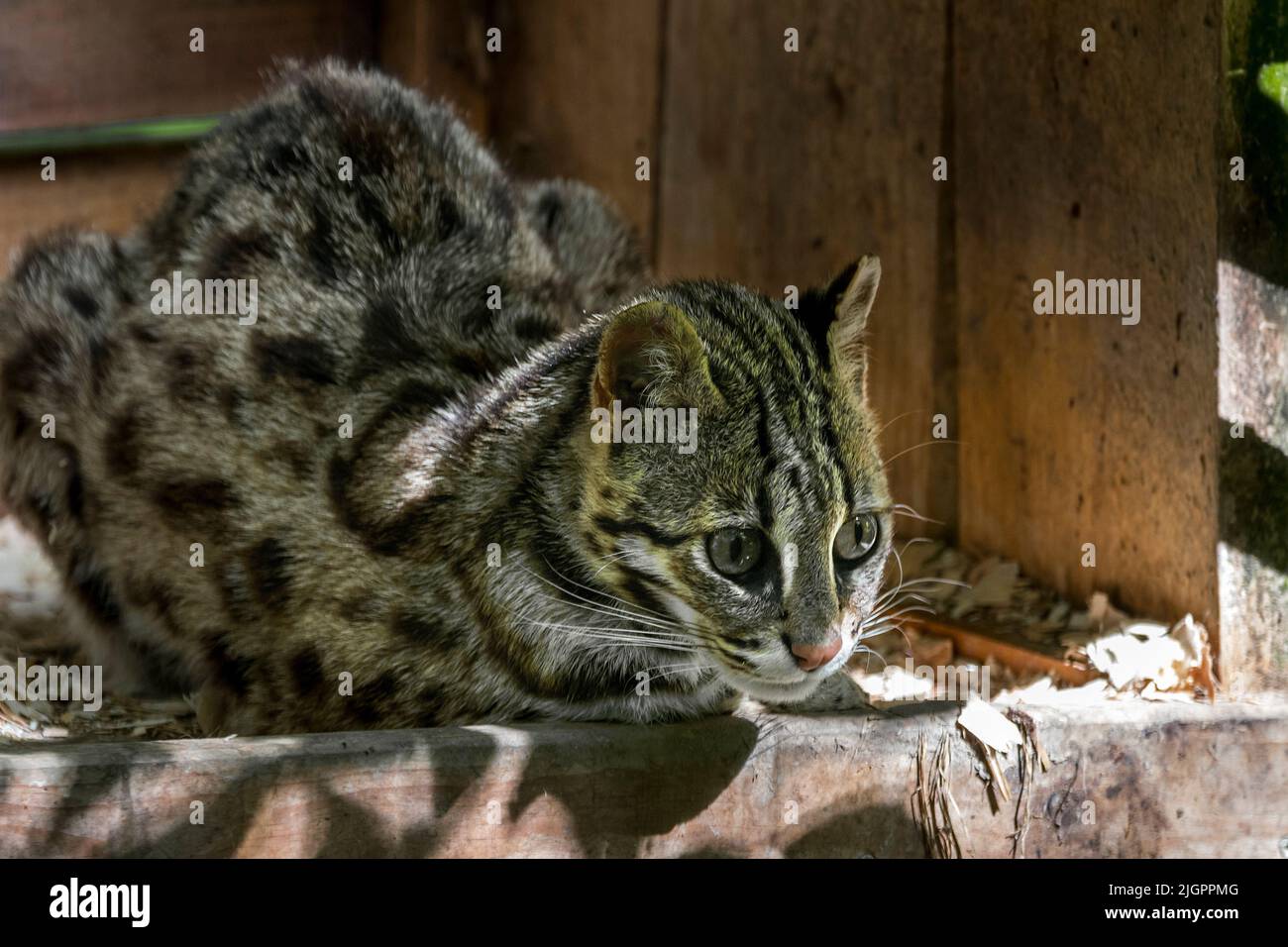 Chat léopard du Bengale (Prionailurus bengalensis bengalensis) originaire d'Asie du Sud et de l'est, se reposant en enceinte au zoo Parc des Félins, France Banque D'Images
