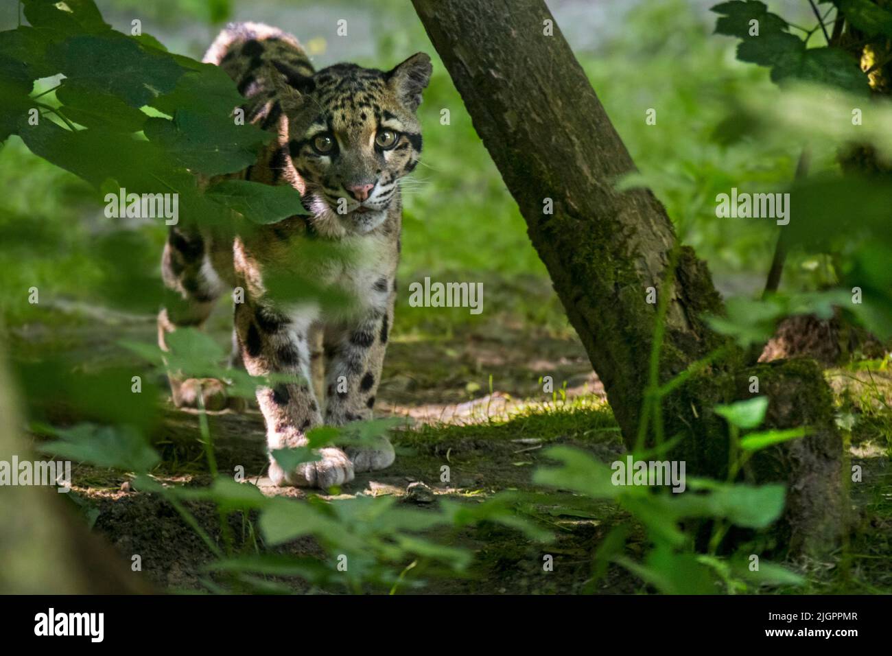 Le léopard (Neofelis nebulbosa) est un chat arboricole, solitaire et nocturne originaire de l'Himalaya vers l'Asie du Sud-est en Chine du Sud Banque D'Images