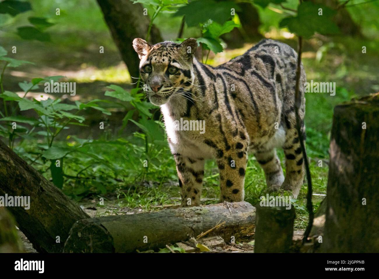 Le léopard (Neofelis nebulosa), originaire de l'Himalaya à l'Asie du Sud-est en Chine du Sud, au zoo Parc des Félins, en France Banque D'Images