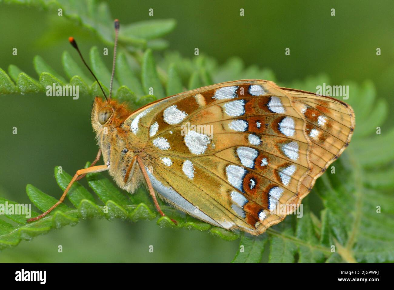 Très rare High Brown Fritillary, Arnside Knott, Cumbria Banque D'Images