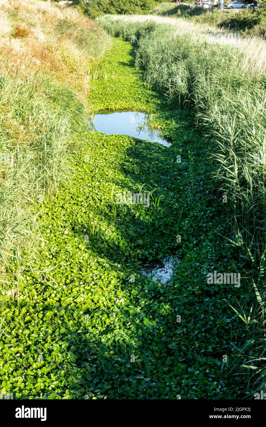 Une petite voie navigable locale de Rhyne, nichée avec du pennymoort flottant, Hydrocotyle ranunculoides l'herbe est une espèce exotique envahissante de plantes au Royaume-Uni. Banque D'Images