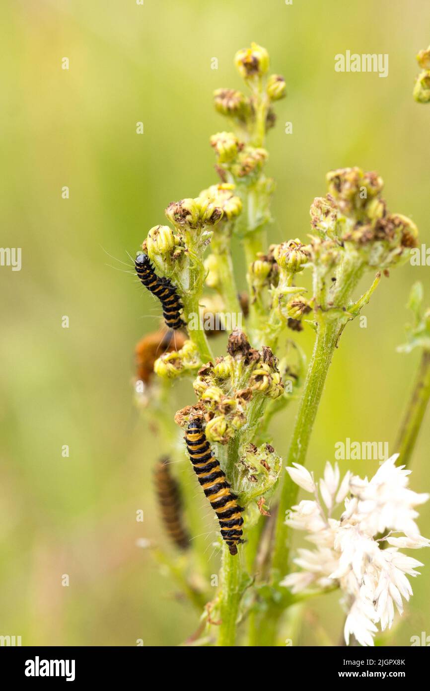 Gros plan macro de chenilles zébrées toxiques noires et jaunes en train de manger à partir d'une plante pendant l'été, jour. Vlaardingen Broekpolder, pays-Bas Banque D'Images