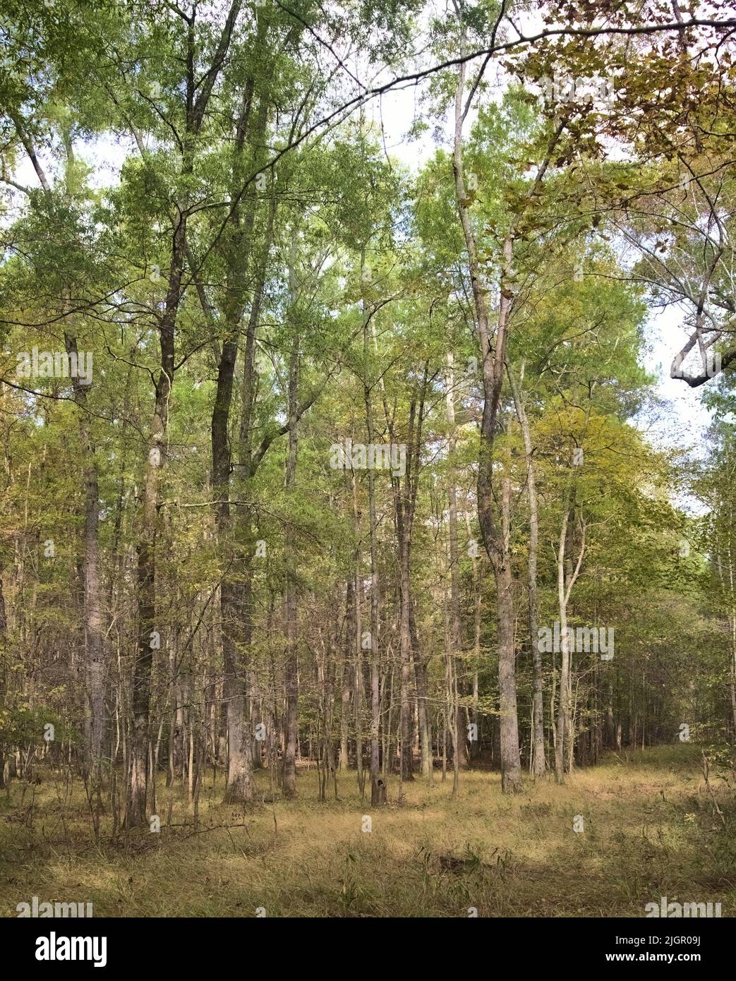 Une image portrait d'une forêt d'automne alors que les feuilles changent à Atlanta, en Géorgie Banque D'Images