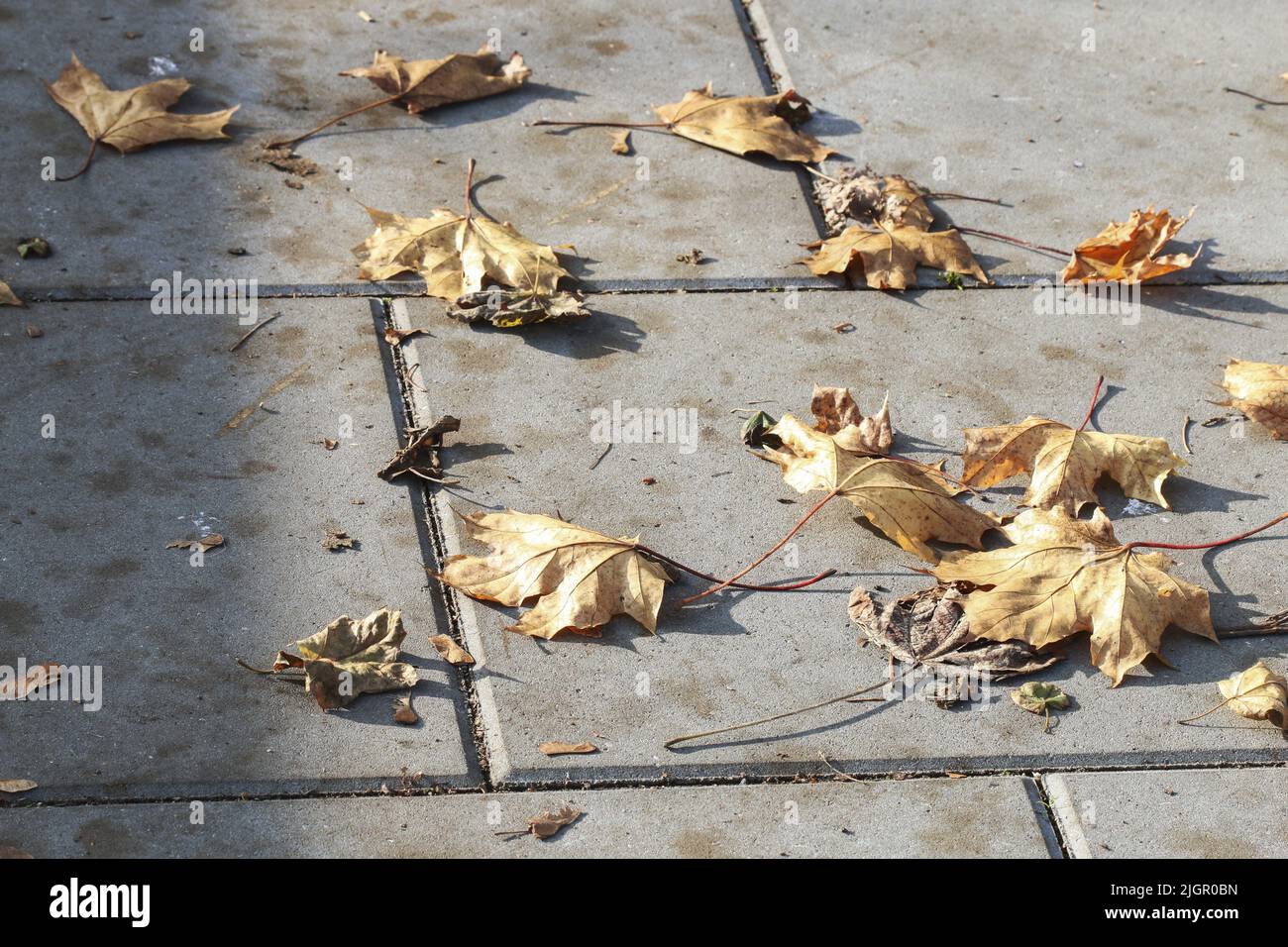 Des feuilles d'automne colorées sont malheureusement allongés sur le trottoir. Un symbole de nostalgie et de transience. Banque D'Images