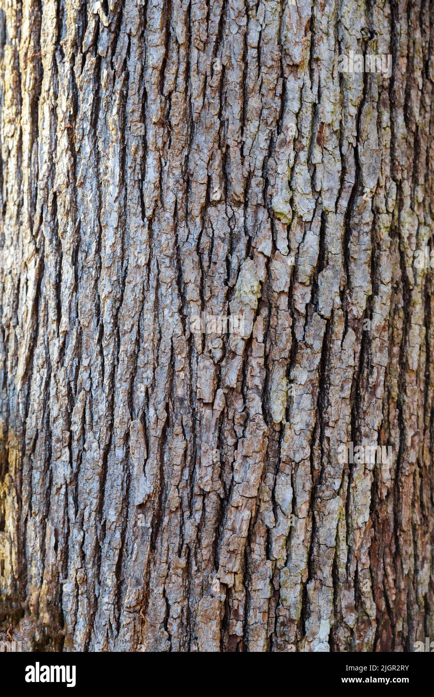 Gros plan d'une texture d'écorce d'arbres. Banque D'Images
