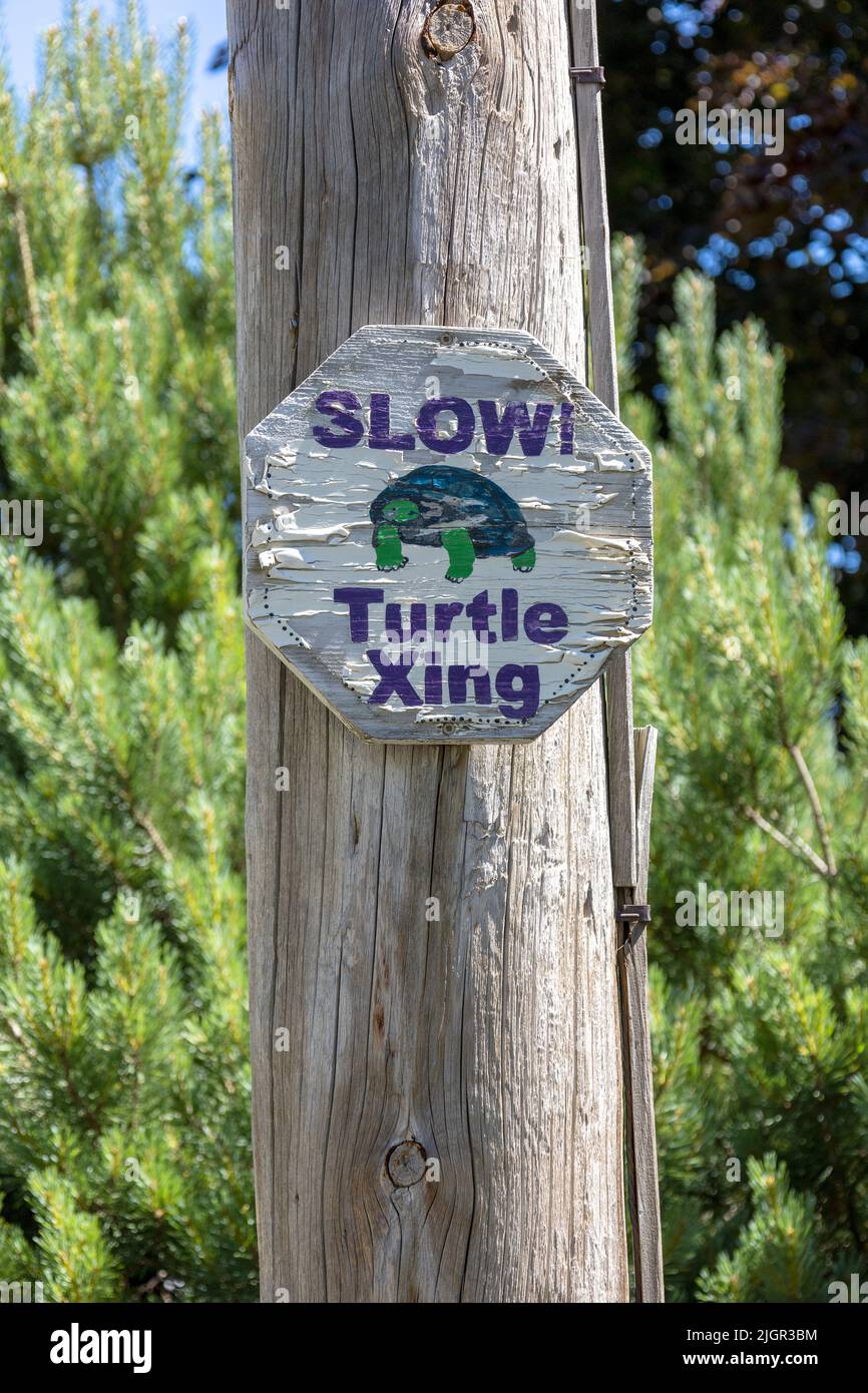 Panneau d'avertissement peint à la main pour le franchissement de tortues faites maison sur Une route résidentielle en Ontario Canada Banque D'Images