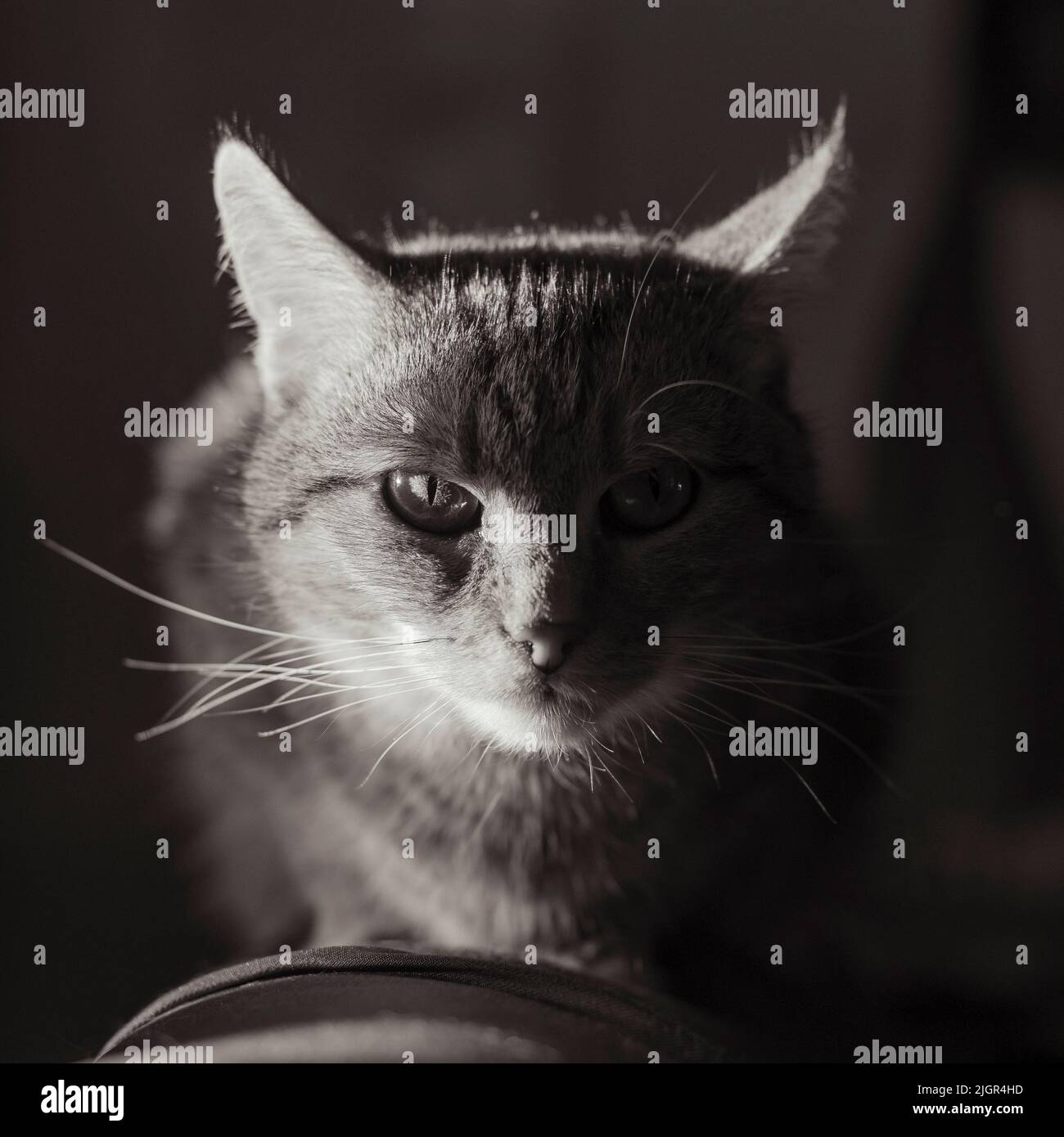 un chat détendu, un chat froid Banque D'Images