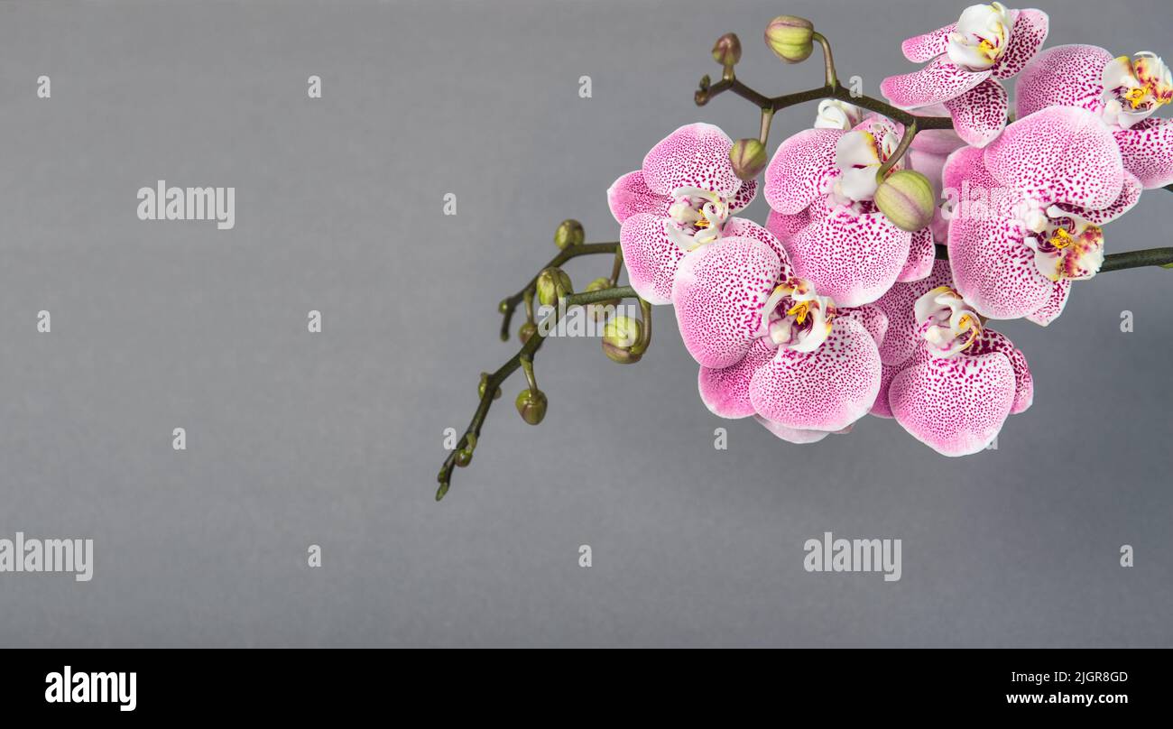 Bannière fleurie. Fleurs d'orchidées roses sur fond gris Banque D'Images