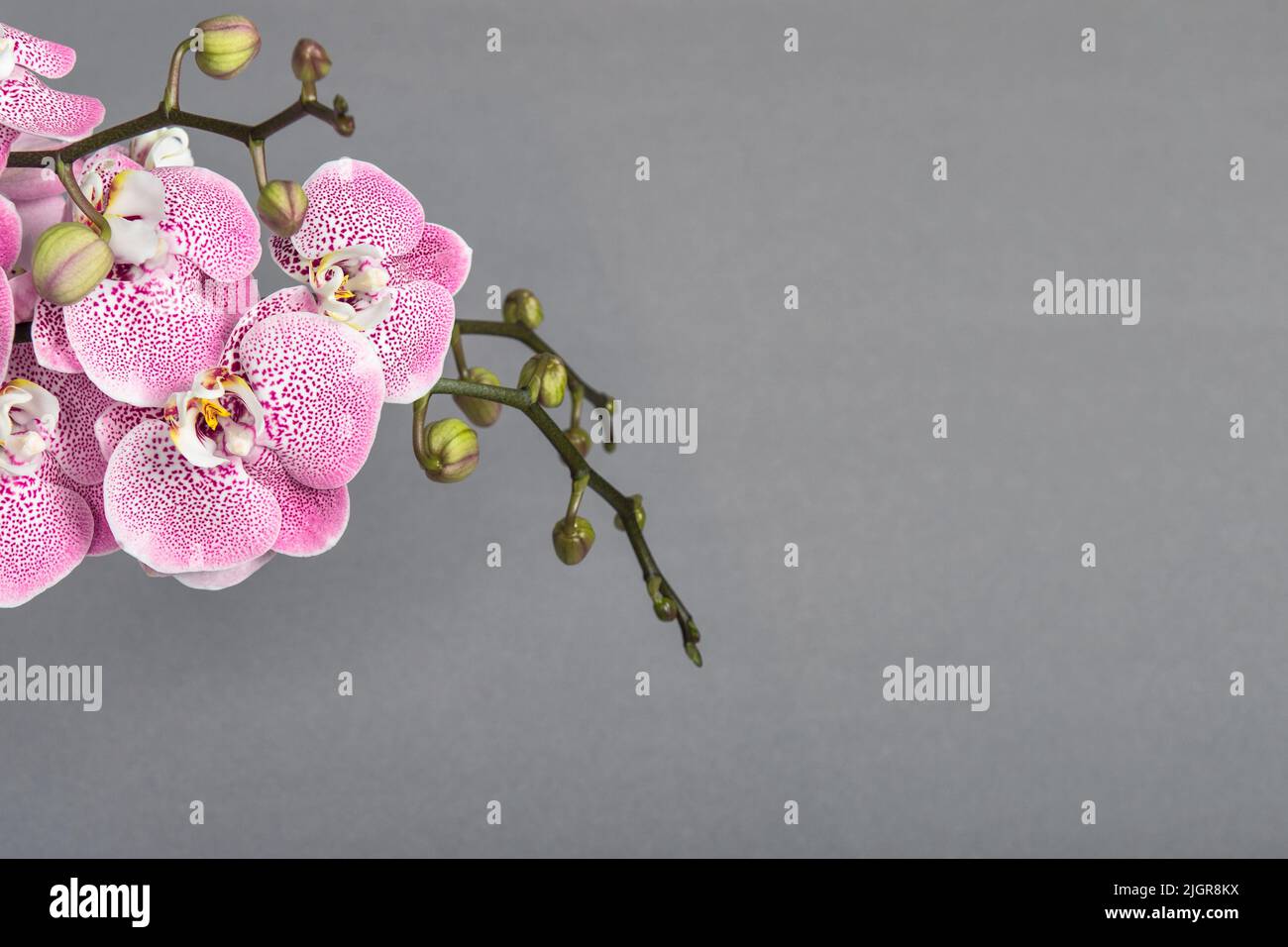 Bannière fleurie. Fleurs d'orchidées roses sur fond gris Banque D'Images
