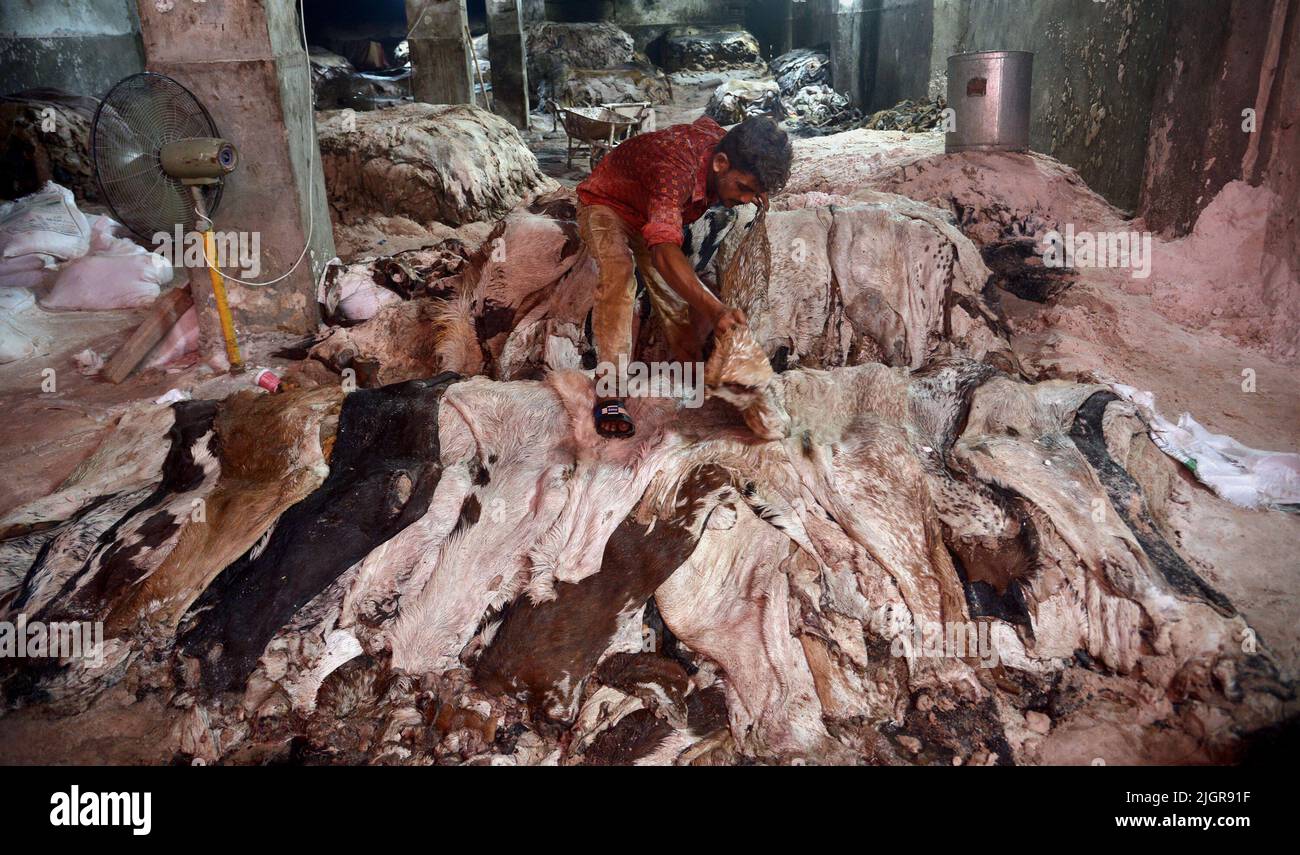 Lahore, Punjab, Pakistan. 12th juillet 2022. Les travailleurs pakistanais collectent des peaux d'animaux sacrificielles avec du sel après le nettoyage et la conservation de leur lieu de travail à Lahore. Pour le transport vers différentes usines, les principaux produits sont les vêtements en cuir, les gants, le cuir tanné et les chaussures. (Credit image: © Rana Sajid Hussain/Pacific Press via ZUMA Press Wire) Banque D'Images