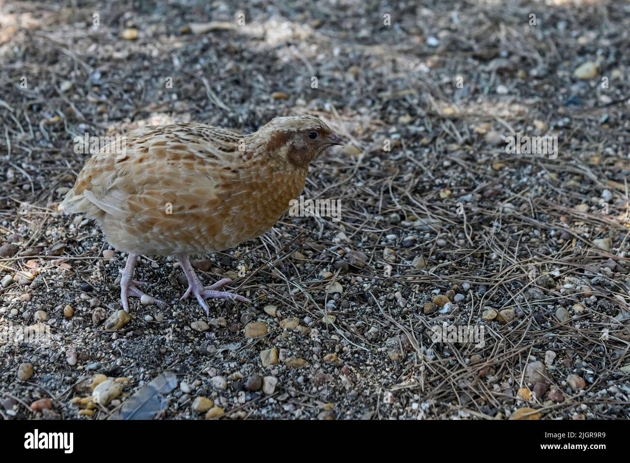 BobwGiant BobwGiant, est une variante du Wild Quail.hite, est une variante du Wild Quail. Banque D'Images
