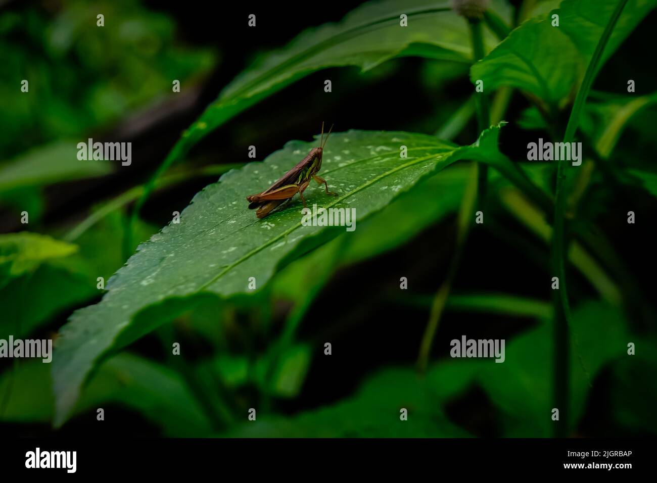 La sauterelle brune sur une grande feuille verte dans la forêt Banque D'Images