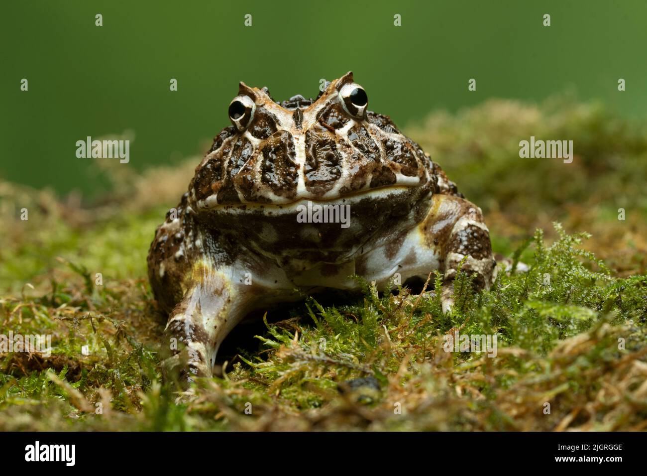 Grenouille à cornes (Ceratophrys cranwelli) sur sol mousselé Banque D'Images