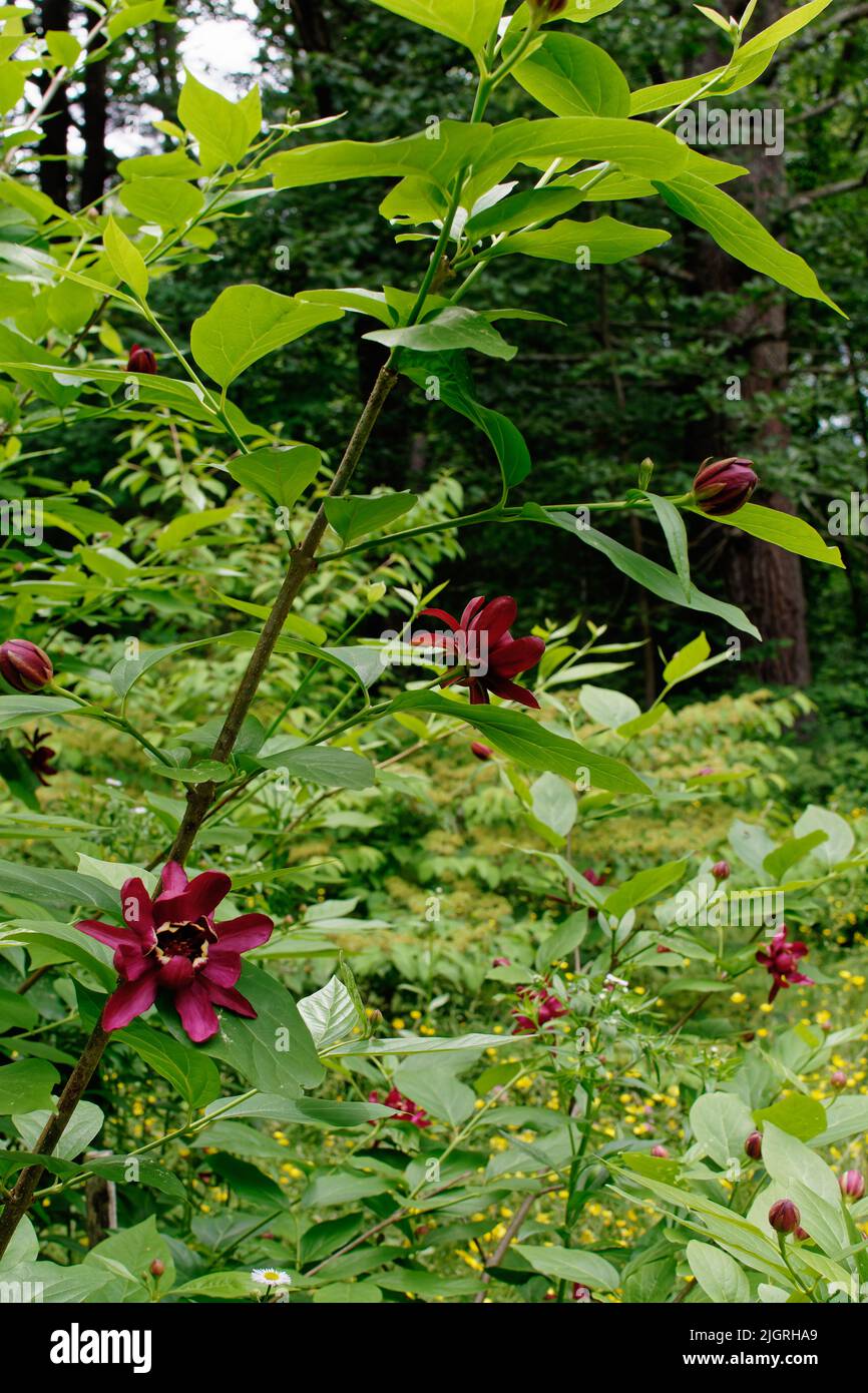 Un beau Bush de Calycanthus - fleurs d'épices dans un jardin de l'Arboretum Acton. Acton, Massachusetts, États-Unis. Banque D'Images