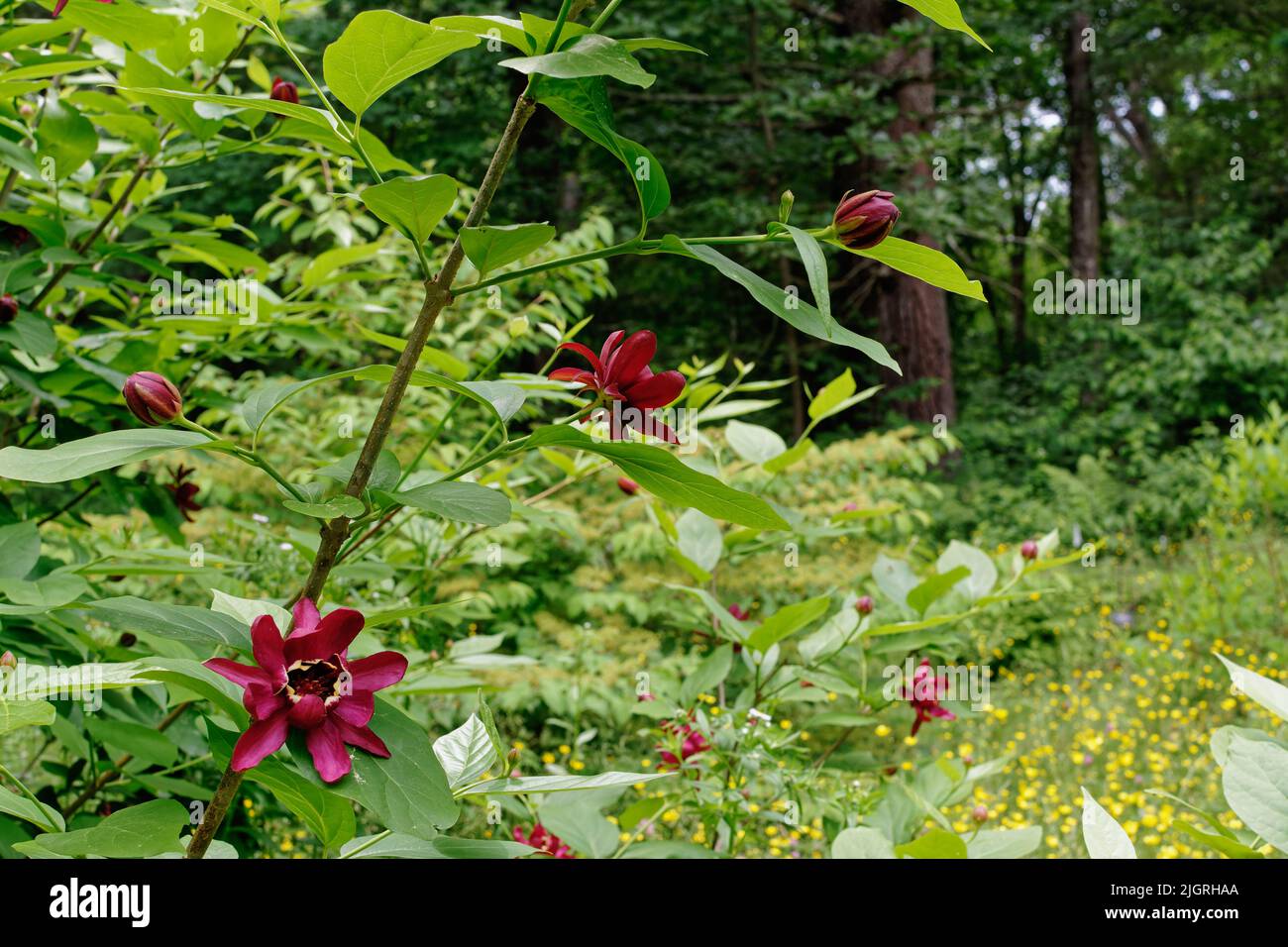 Un beau Bush de Calycanthus - fleurs d'épices dans un jardin de l'Arboretum Acton. Acton, Massachusetts, États-Unis. Banque D'Images