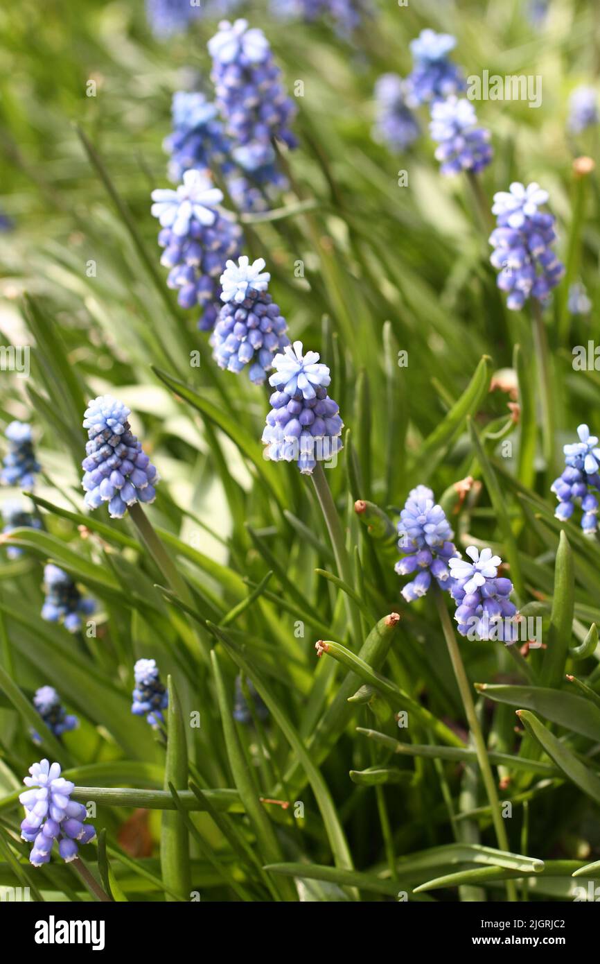 Primroses Muscari bleues dans un lit de fleurs dans le parc. Gros plan Banque D'Images