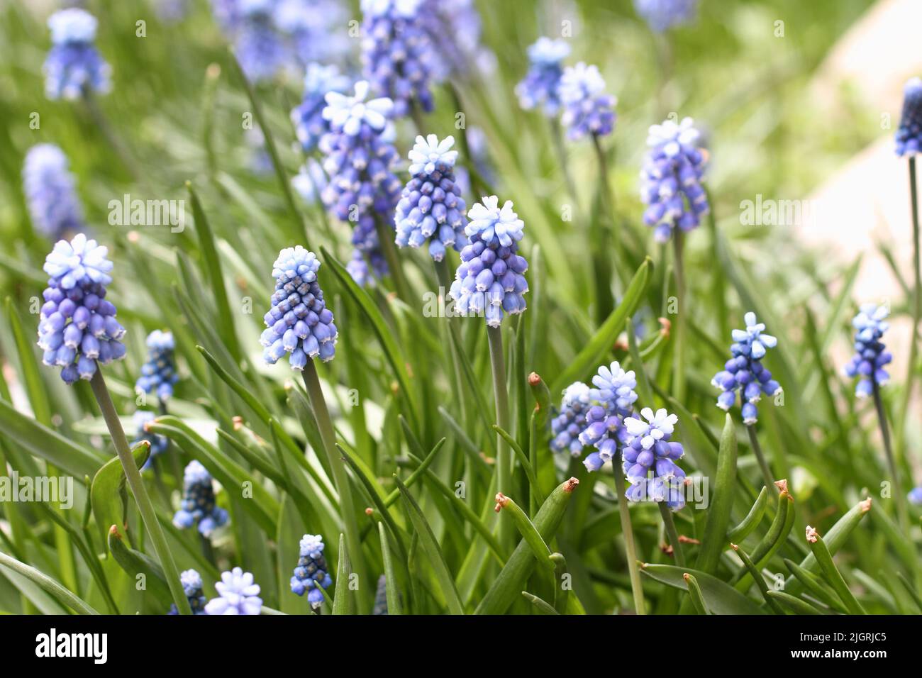 Primroses Muscari bleues dans un lit de fleurs dans le parc. Gros plan Banque D'Images