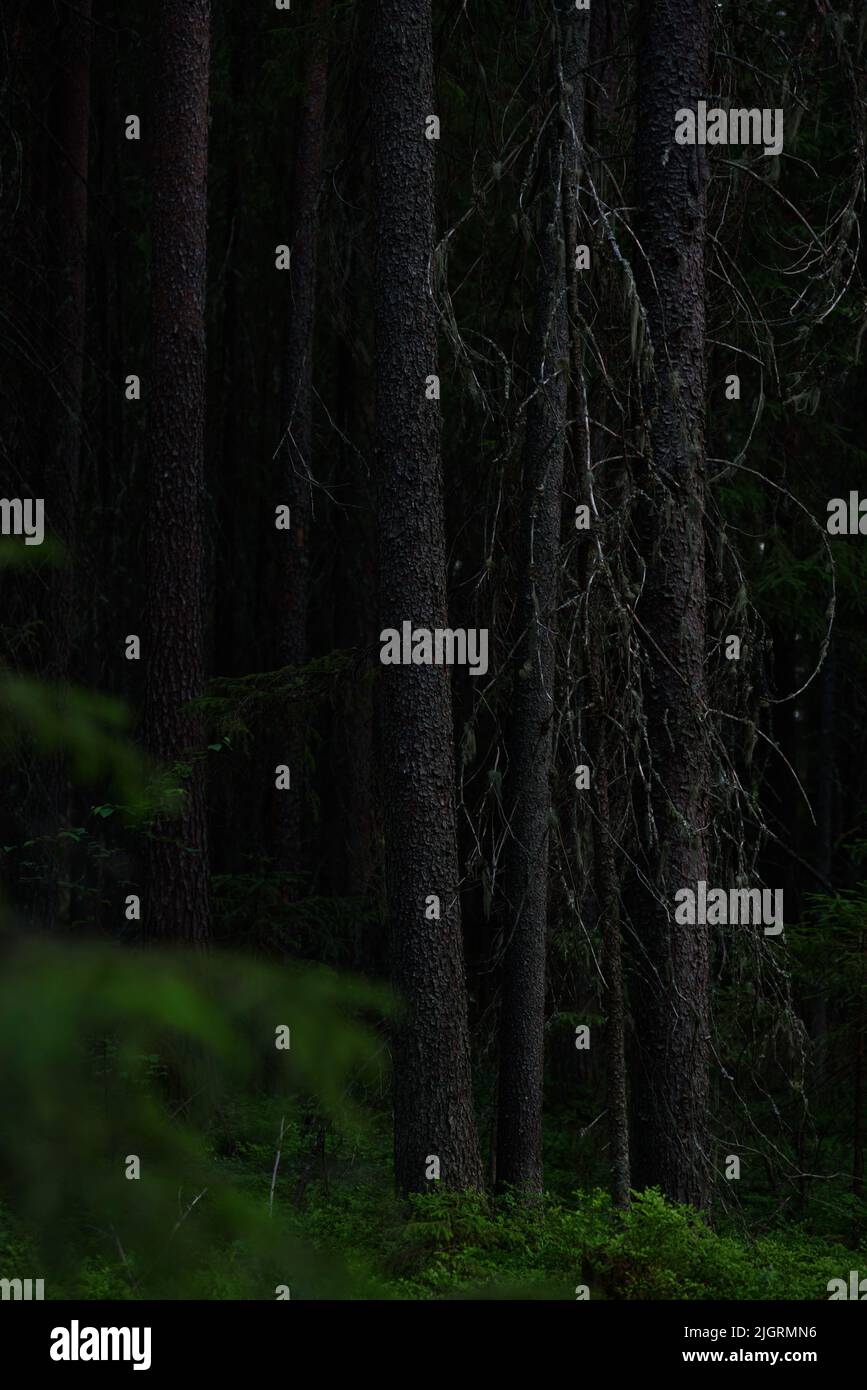 Vieux grands sapins dans la forêt sombre après le coucher du soleil Banque D'Images