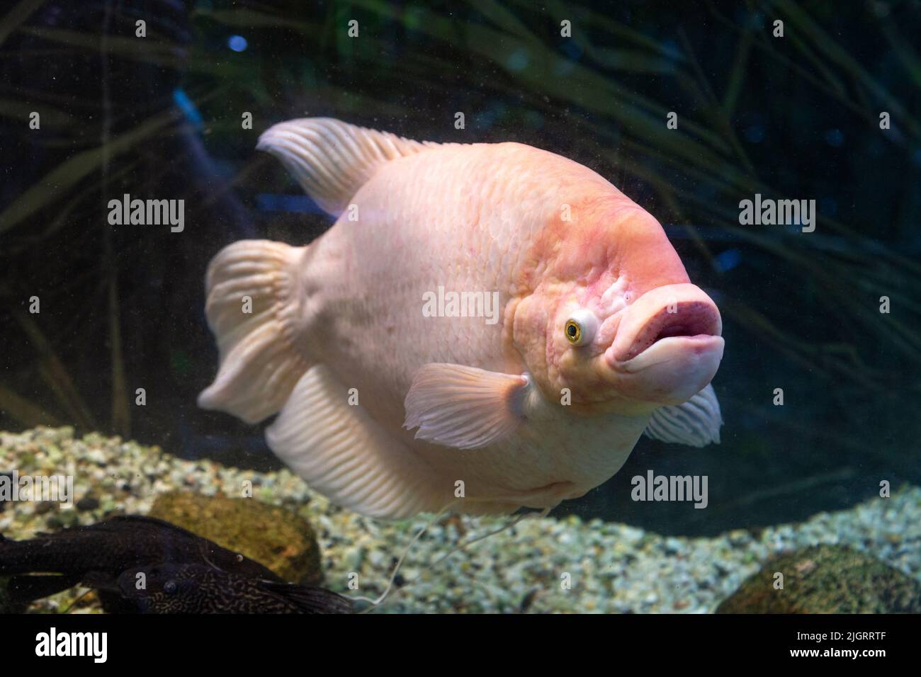 Osphronemus goramy (gourami géant) poisson au Palm House (Palmiarnia Ogrodu Botanicznego), Lodz, Pologne Banque D'Images