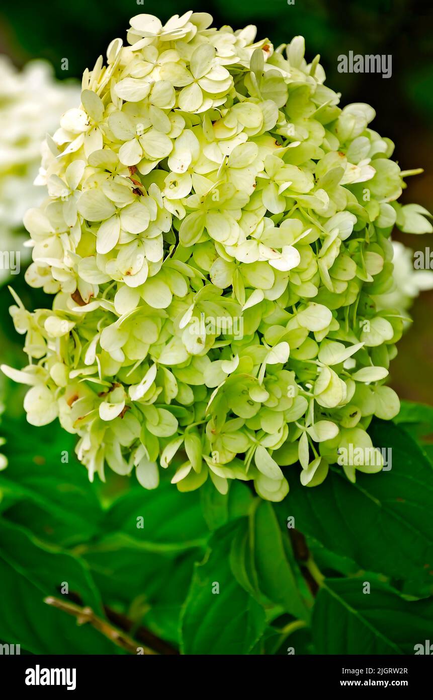 La panicule hortensia (Hydrangea paniculata), également connue sous le nom de PeeGee hortensia, ou hytensia à la lumière du limbe, est représentée, 10 juillet 2022, en Mobile, Alabama. Banque D'Images