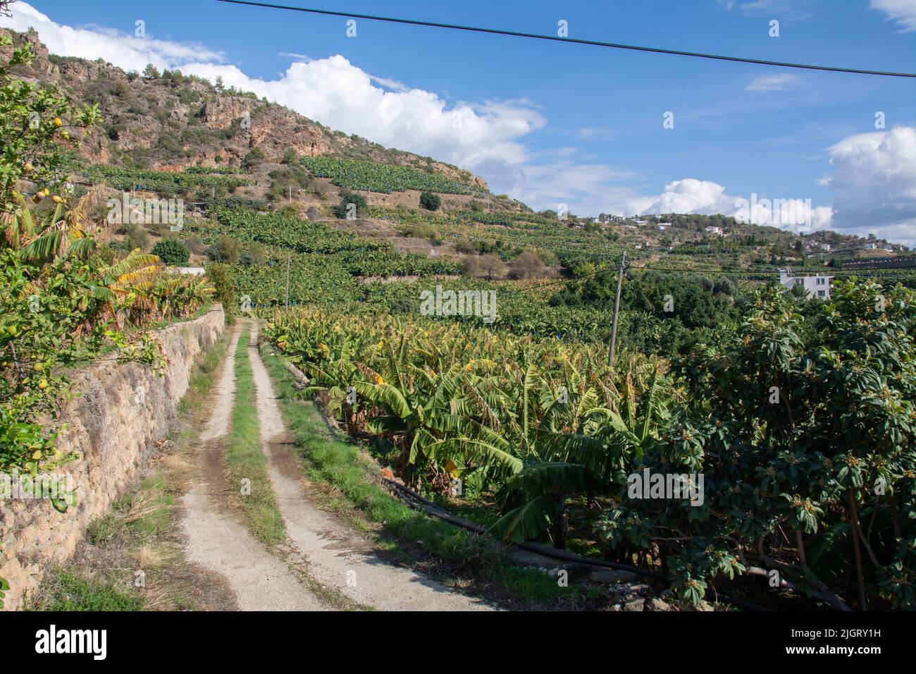 Route de terre à travers une plantation de bananes en Turquie. Jardin rural dans les montagnes de la Turquie, fortifications en pierre et terrasses avec bananiers. Banque D'Images