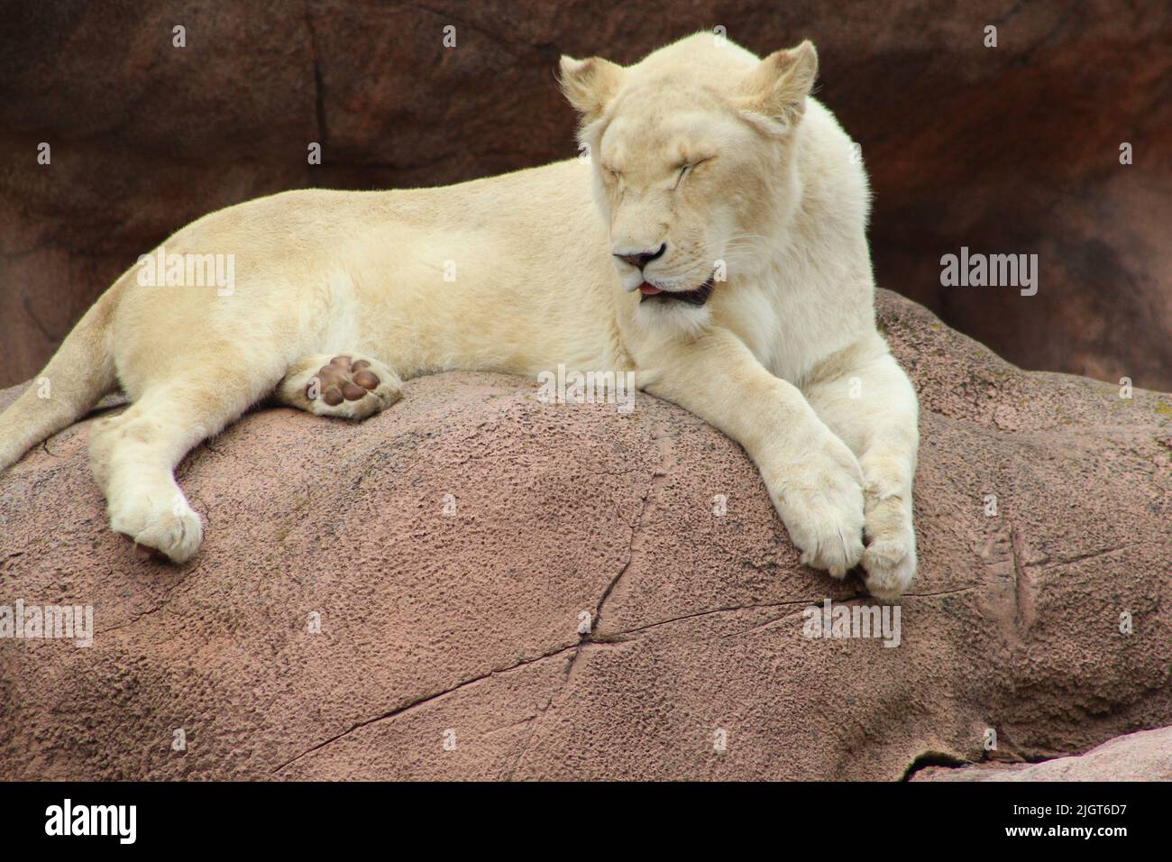 Lion assis dans le zoo Banque D'Images