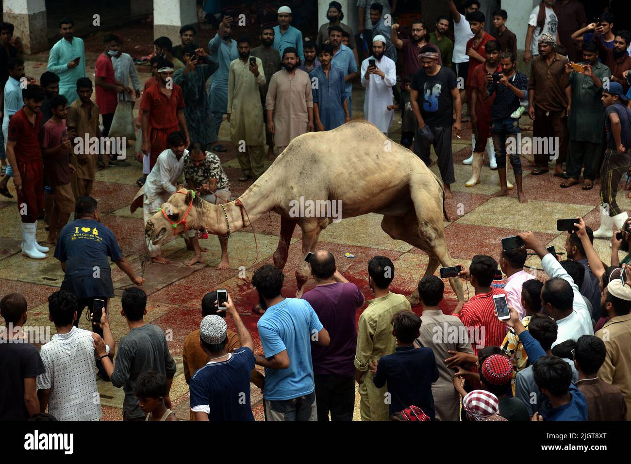 Muslim slaughtering sheep Banque de photographies et d’images à haute