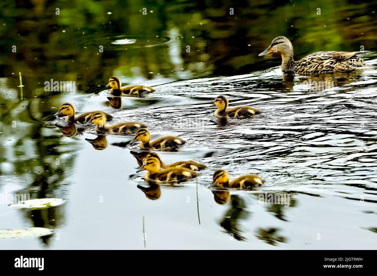 Une mère de canard colvert 'Anas platyrhynchos', nageant avec sa couvée de canetons dans un étang calme Banque D'Images