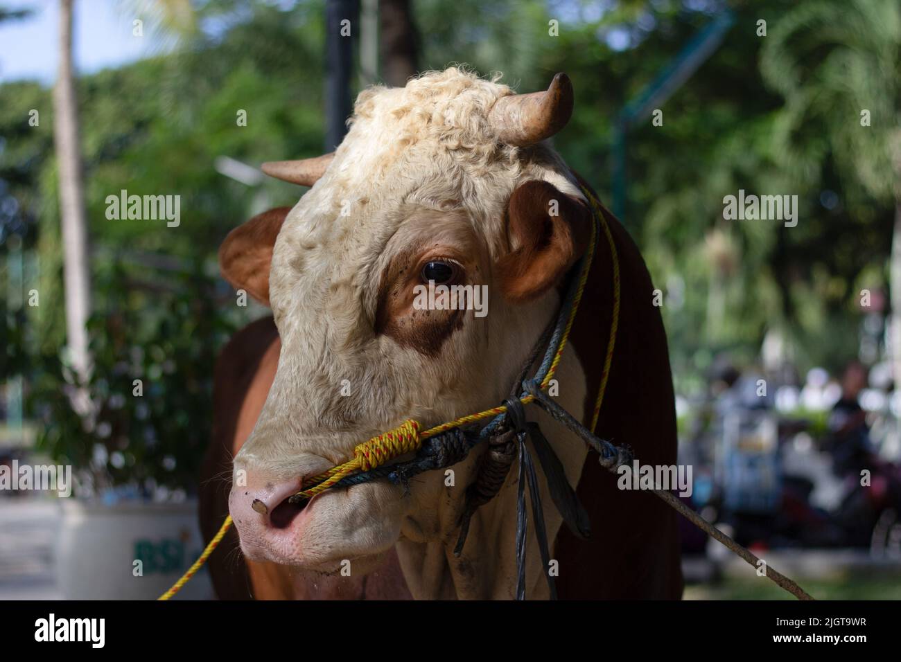 Palembang, Sumatra Sud, Indonésie. 12th juillet 2022. Les musulmans de la ville de Palembang préparent l'abattage des animaux sacrificiels, après avoir exécuté la prière Eid al-Adha 1443 Hijri. L'assistance fournie par Joko Widodo (Jokowi) se faisait sous la forme d'une vache pesant 1,69 tonnes à l'administrateur de la mosquée Sultan Mahmud Badarudin Jayo Wikramo. (Image de crédit : © Muhammad Shahab/Pacific Press via ZUMA Press Wire) Banque D'Images